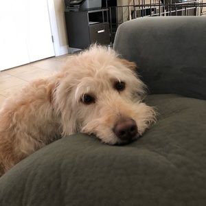 Meet your Posher, Jeanette